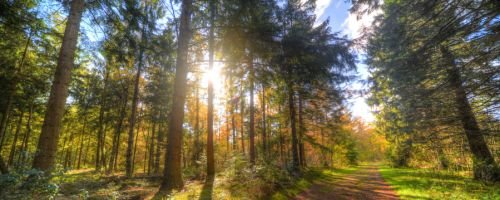 Curso de Gestin de Montes y Conservacin de la Naturaleza