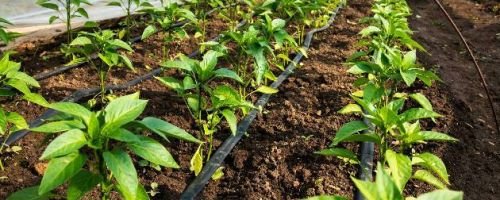 Curso de Instalacin y Mantenimiento de Sistemas de Riego por Goteo
