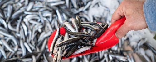 Curso de Trazabilidad y Seguridad Alimentaria en el Sector Pesquero