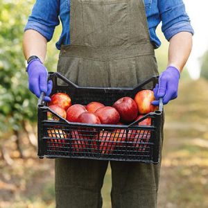 Curso de Trazabilidad y Seguridad Alimentaria en el Sector Hortofrutcola