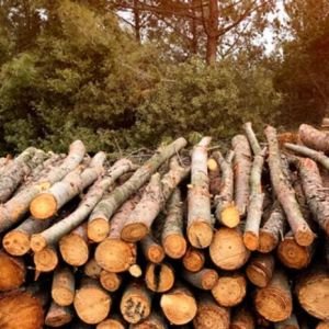Curso de Energa de la Biomasa