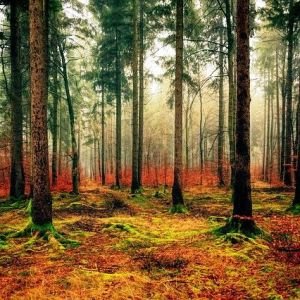 Curso de Gestin de Montes y Conservacin de la Naturaleza
