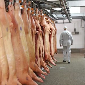 Curso de Trazabilidad y Seguridad Alimentaria en el Sector Crnico