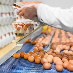 Curso de Trazabilidad y Seguridad Alimentaria en el Sector del Huevo